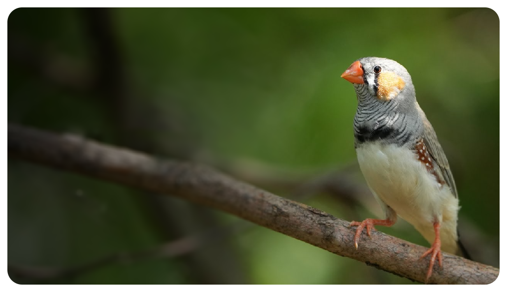 Sony A7 IV Sample image of australian zebra finch standing on a branch with a background of leaves